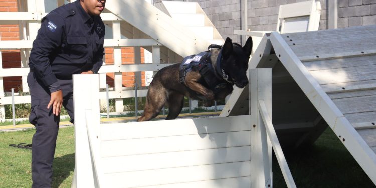 Agrupamiento de Equinos y Caninos se especializa en detección de narcóticos y explosivos: SSP