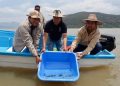 Gobierno de Michoacán siembra mil ejemplares de achoque en el lago de Pátzcuaro